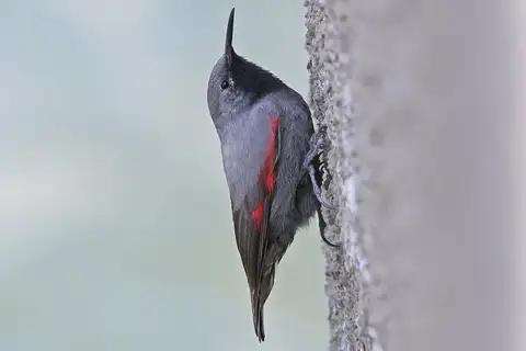 Wallcreeper