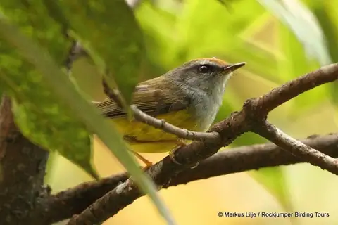 Broad-billed Warbler