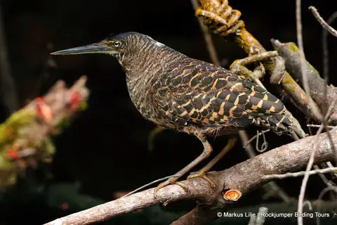 White-crested Tiger Heron