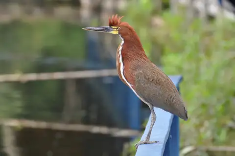 Rufescent Tiger Heron