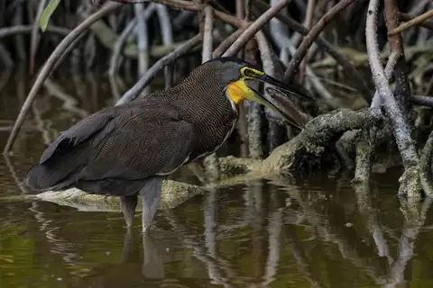 Bare-throated Tiger Heron