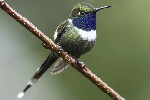 Sparkling-tailed Woodstar
