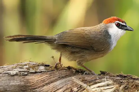 Chestnut-capped Babbler