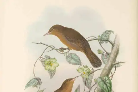 Tawny Straightbill