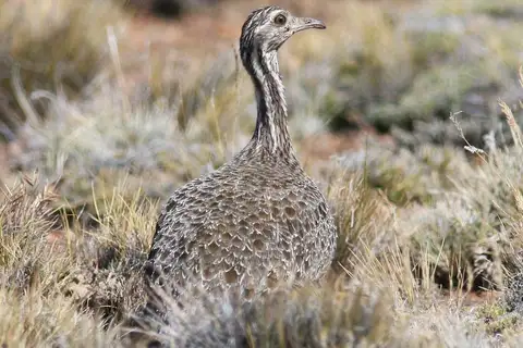 Patagonian Tinamou