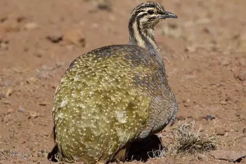 Puna Tinamou