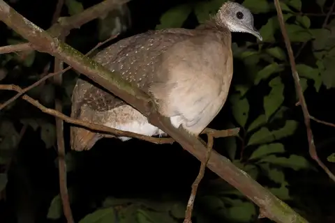 White-throated Tinamou