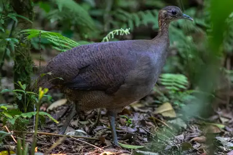 Solitary Tinamou
