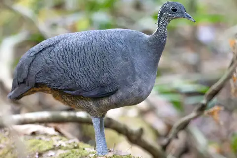 Grey Tinamou