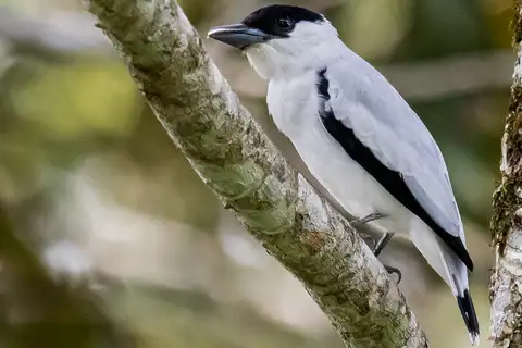 Black-crowned Tityra