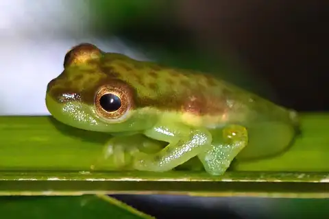 Tapir Valley Tree Frog