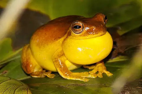 Mahogany Tree Frog