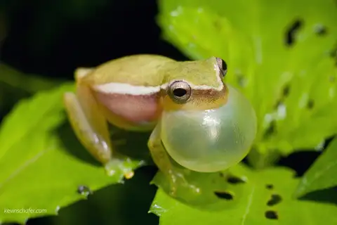 Painted Tree Frog