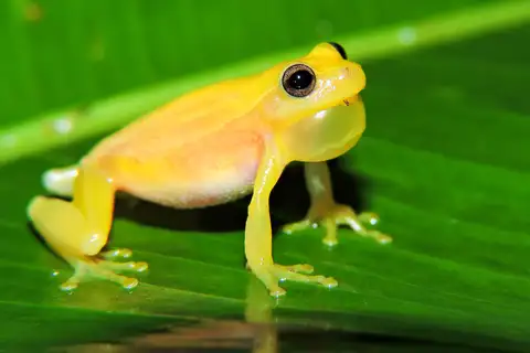 Dwarf Mexican Tree Frog