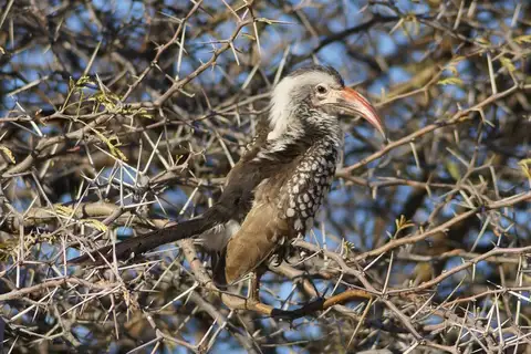 Damara Red-billed Hornbill