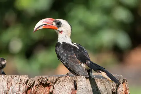 Von der Decken's Hornbill