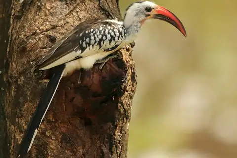 Northern Red-billed Hornbill