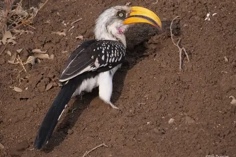 Eastern Yellow-billed Hornbill