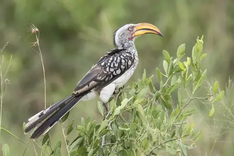 Southern Yellow-billed Hornbill
