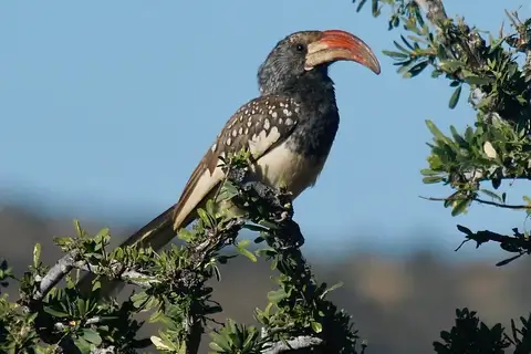 Monteiro's Hornbill