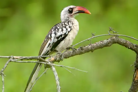 Tanzanian Red-billed Hornbill