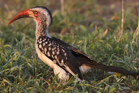 Southern Red-billed Hornbill