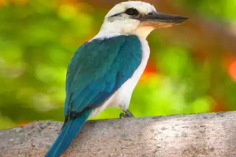 Mariana Kingfisher