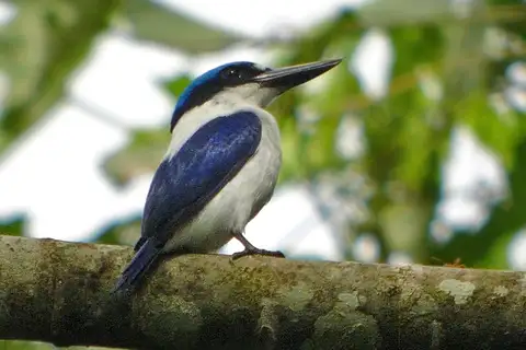 White-mantled Kingfisher