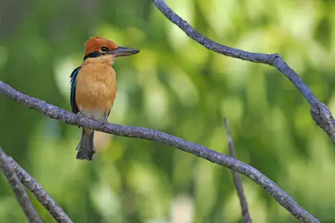 Cinnamon-banded Kingfisher