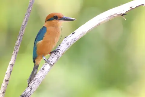 Guam Kingfisher