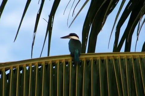 Islet Kingfisher