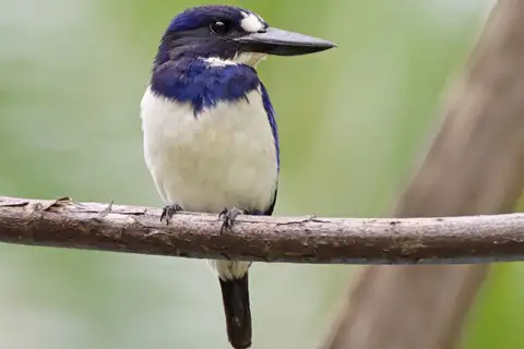Blue-and-white Kingfisher