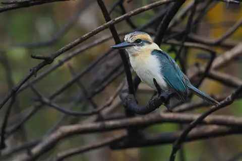 Tuamotu Kingfisher