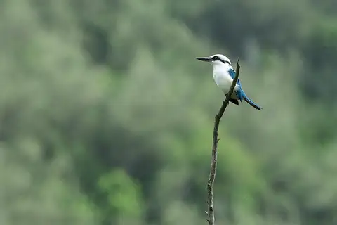 Marquesan Kingfisher