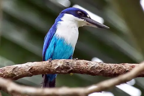 Lazuli Kingfisher