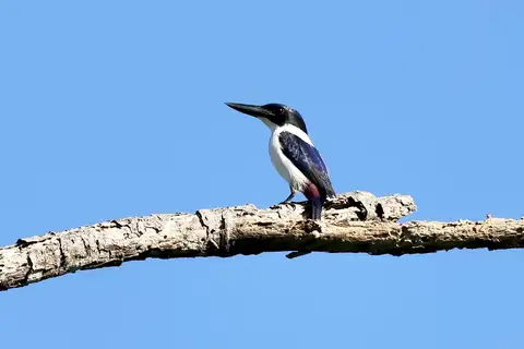 Ultramarine Kingfisher