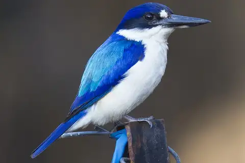 Forest Kingfisher
