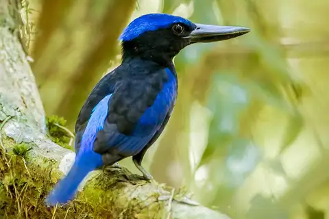 Blue-black Kingfisher