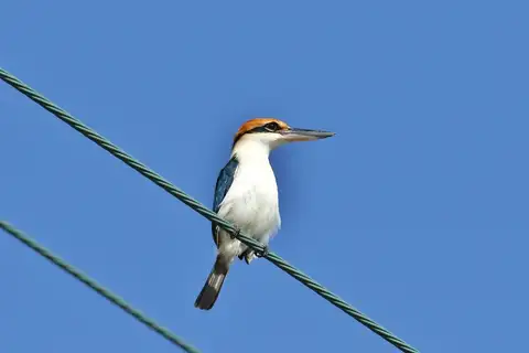 Rusty-capped Kingfisher