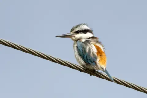 Red-backed Kingfisher