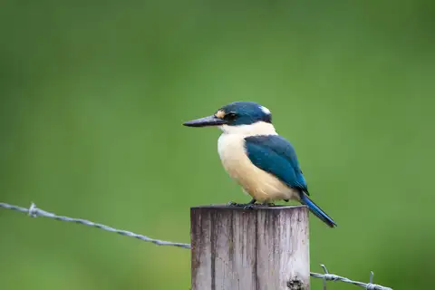 Flat-billed Kingfisher