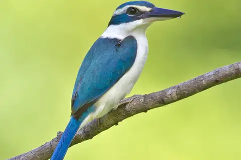 Pacific Kingfisher