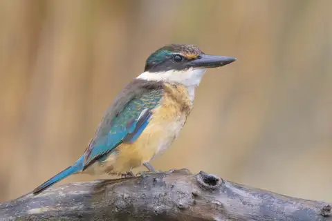 Sacred Kingfisher