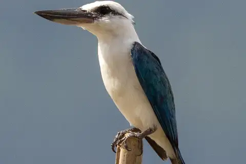 Beach Kingfisher
