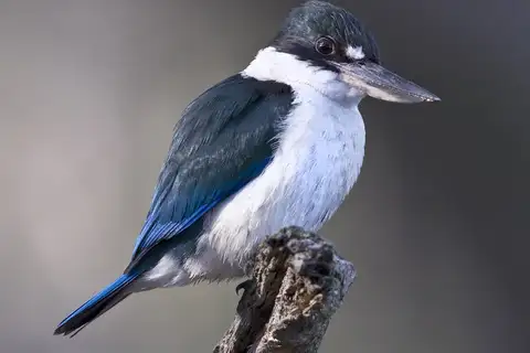 Torresian Kingfisher