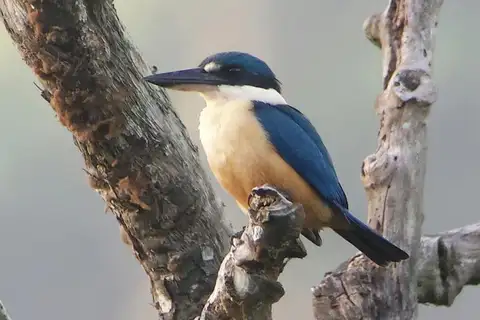 Melanesian Kingfisher