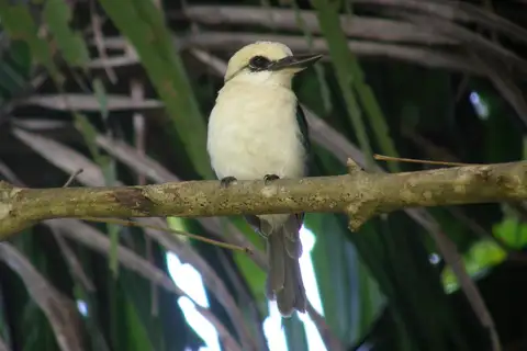 Chattering Kingfisher