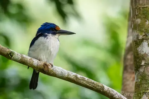 Rufous-lored Kingfisher