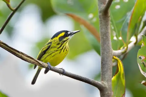 Yellow-browed Tody-Flycatcher