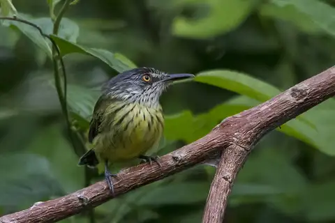 Spotted Tody-Flycatcher